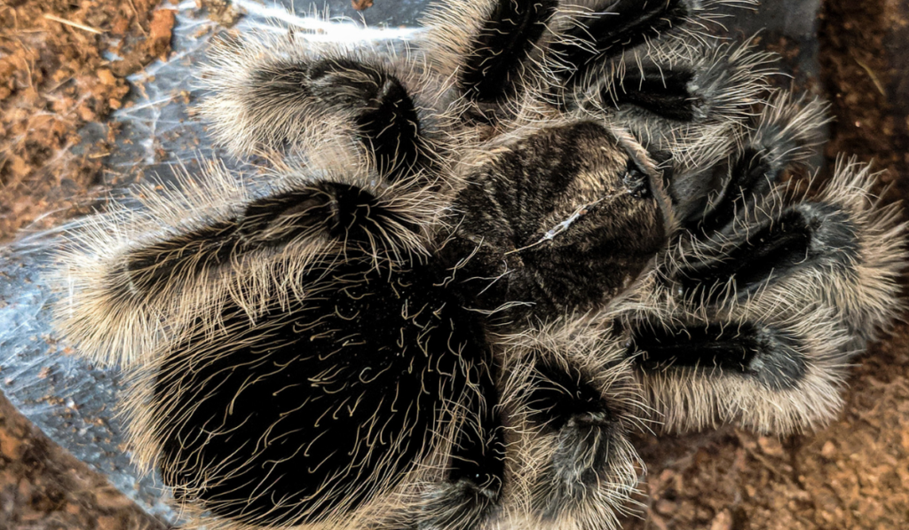 Curly Hair Tarantula photograph