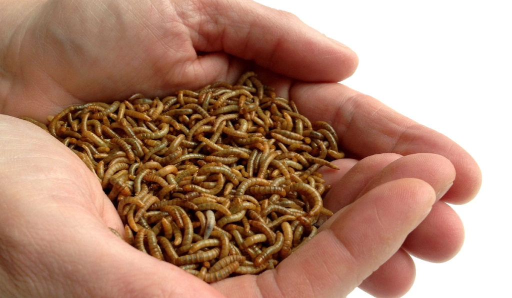 Photograph of hands holding a lot of mealworms.